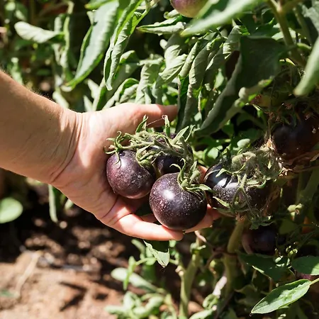 Boutique Poggio Ai Santi - Adults Only * Сан-Винченцо